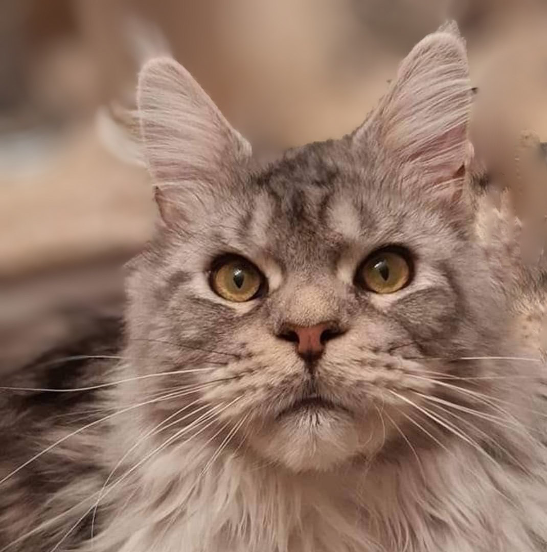 Maine Coon kittens for sale in Medicine Hat Alberta Canada from Maine Star Coons - TICA registered breeder