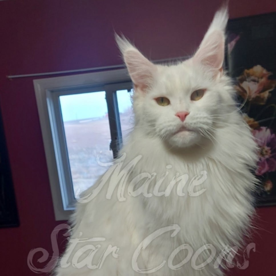 Maine Coon kittens at Maine Star Coons in Medicine Hat Alberta