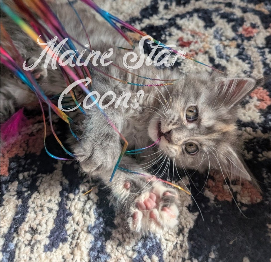 Maggie Maine Coon kitten for sale in Alberta from Maine Star Coons