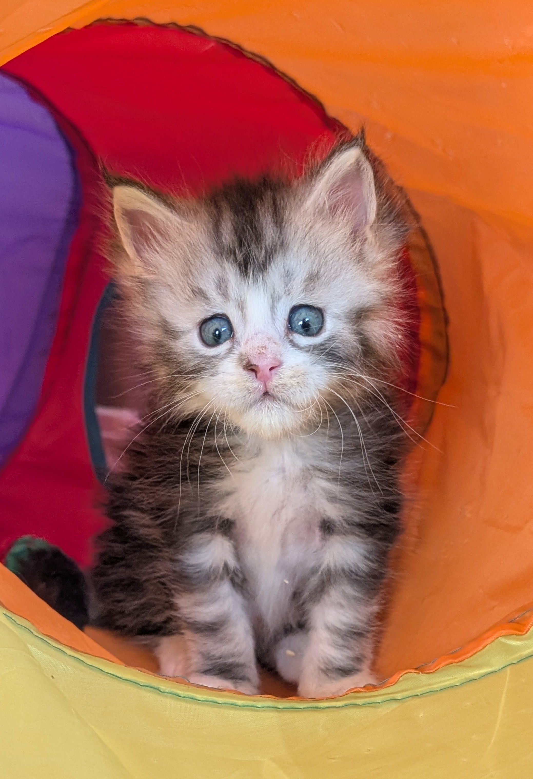 Twister Maine Coon kitten for sale in Alberta from Maine Star Coons