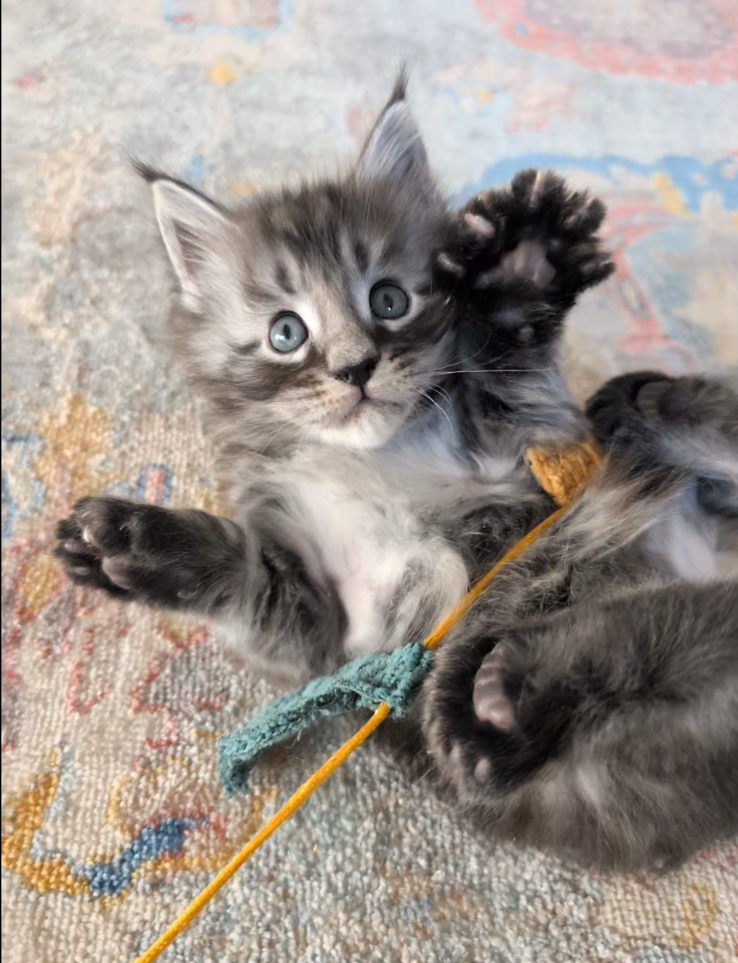 BiigFoot Maine Coon kitten for sale in Alberta from Maine Star Coons