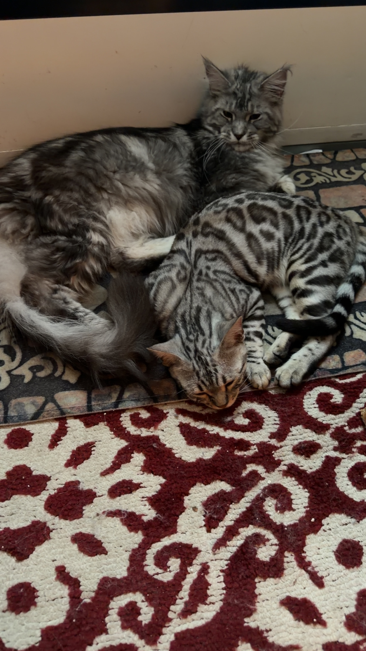 Maine Coon kitten review photo from a Maine Star Coons customer