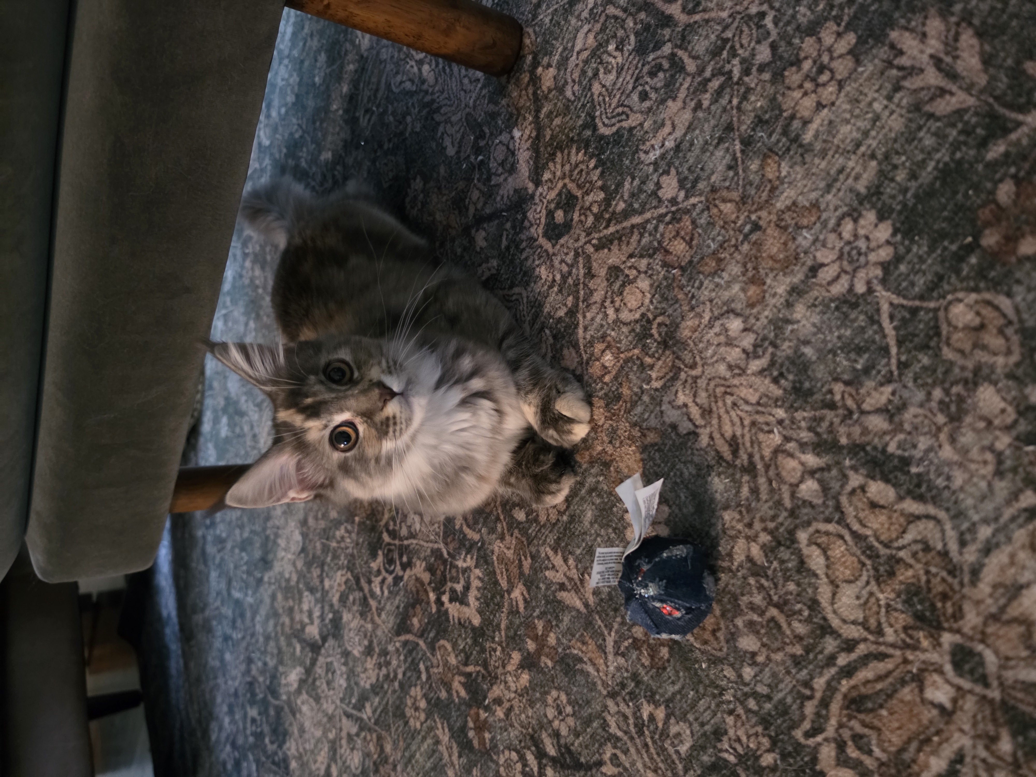 Maine Coon kitten review photo from a Maine Star Coons customer